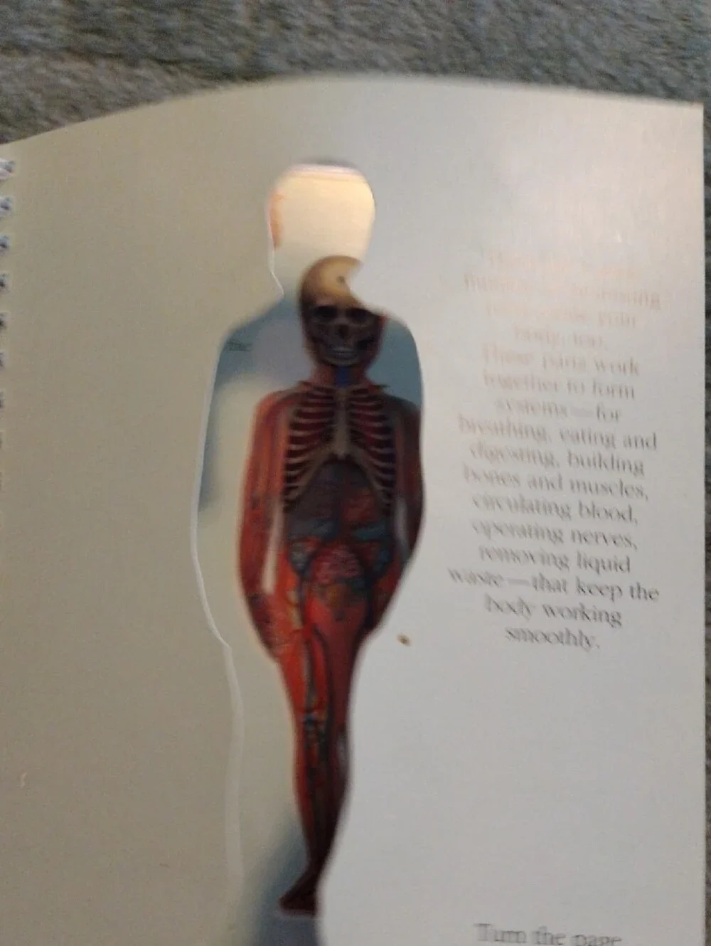 3/$15 - The Human Body